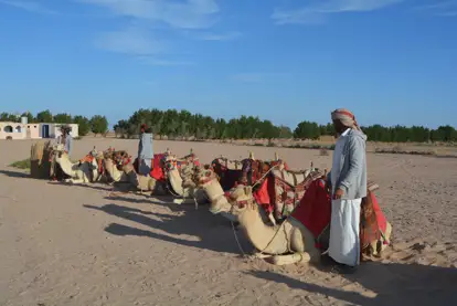 1 hour camel safari stargazing